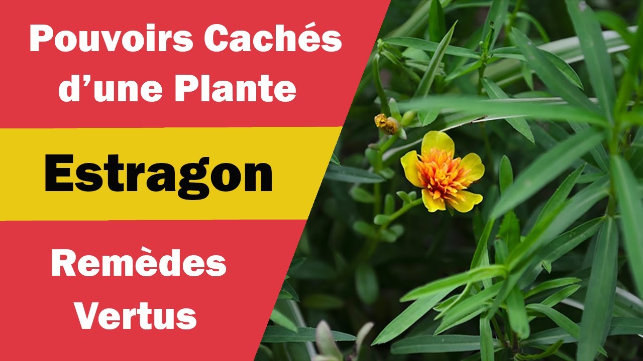 Estragon : Bienfaits Merveilleux et Usages Multiples !