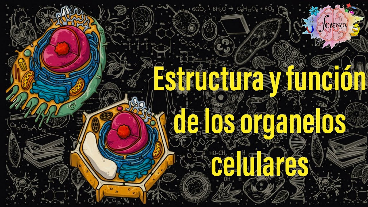 Estructura y funci&oacute;n de los organelos celulares