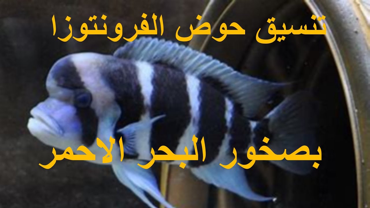 تنسيق حوض اسماك الفزونتوزا بصخور البحر الاحمر