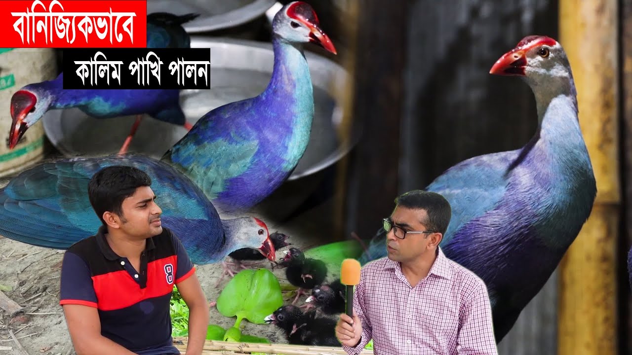 উচ্চ শিক্ষিত ছাত্রের প্রাকৃতিকভাবে কালিম পাখি পালন । কালিম পাখি পালন পদ্ধতি । Kalim Bird