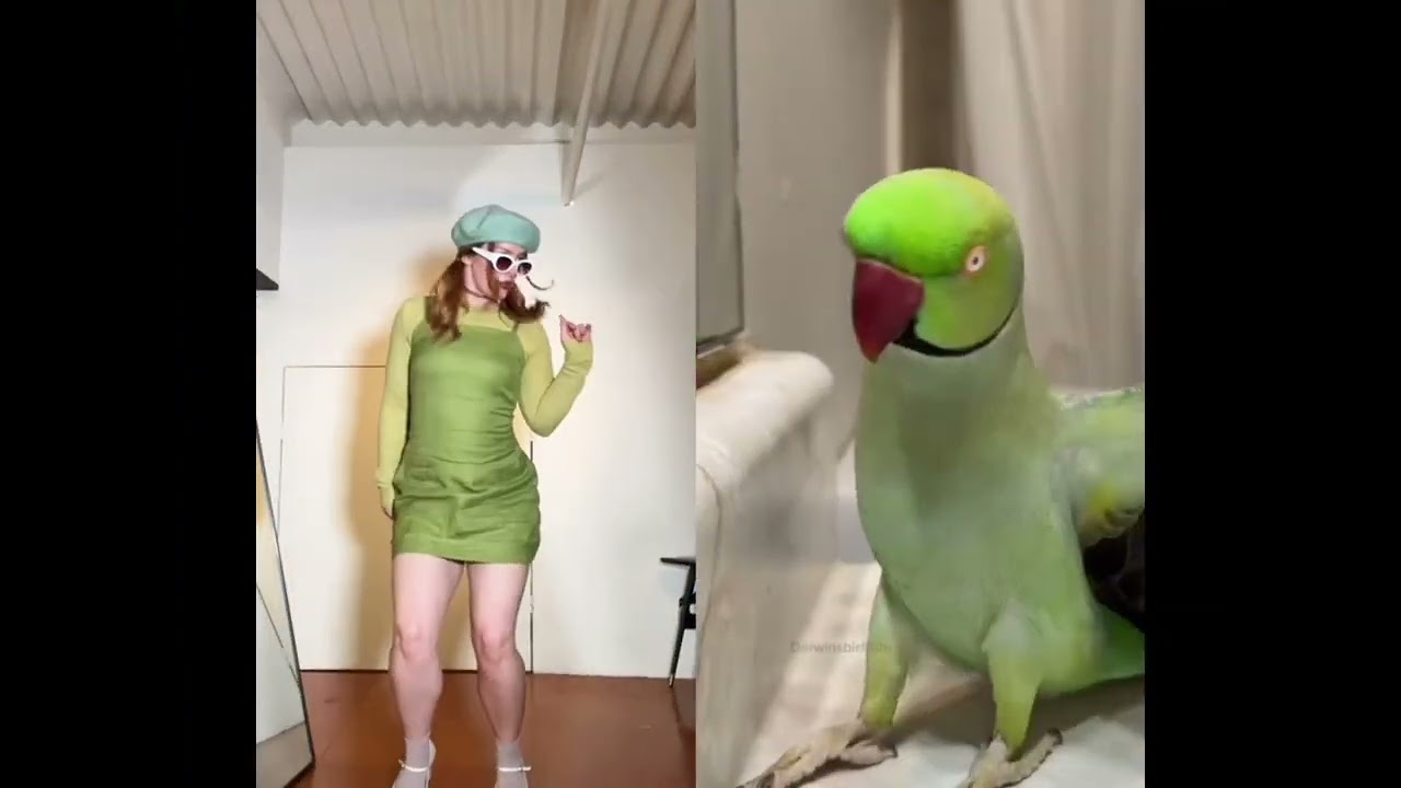 The Ultimate Dance Off - Smac vs Parrot