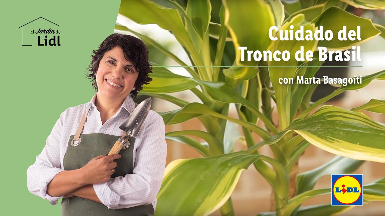 Cuidado del Tronco de Brasil 🌴🎋| El Jardín De Lidl | Lidl España