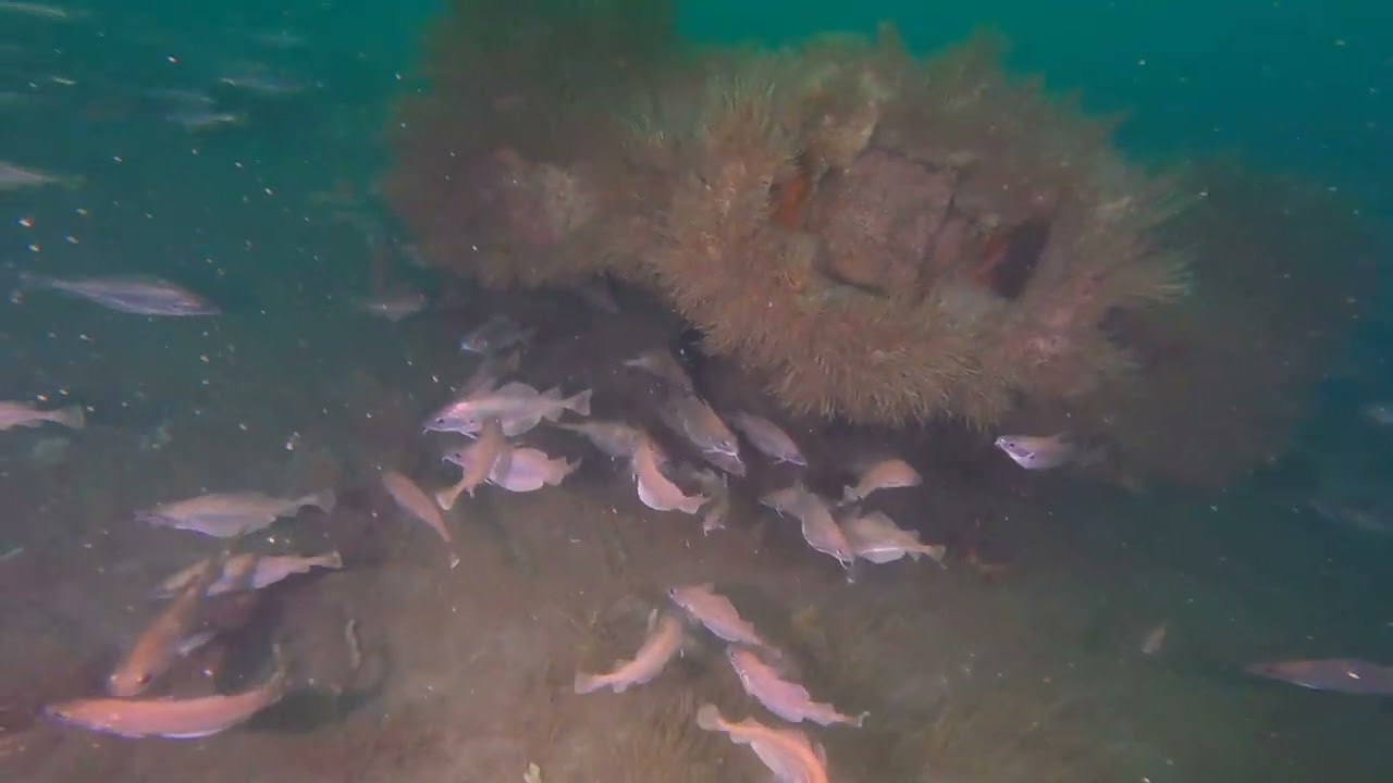 Brighton Technical Diving Wrecks of Moldavia and Aristos   UK