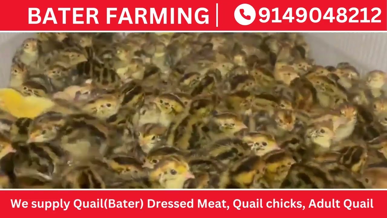 BATER FARMING | Quail (Bater) live Bird or Dressed Meat Available | Bater | India Quail Farm