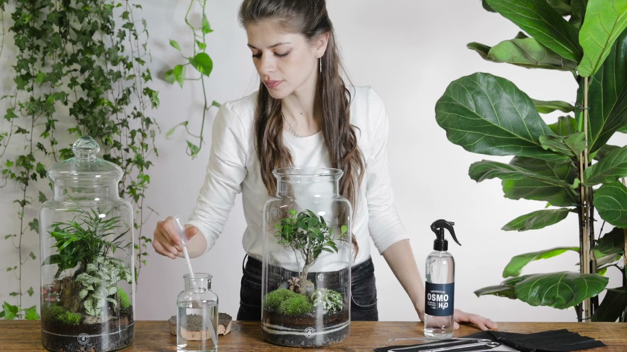 NANO GARDEN : come e quando annaffiare il tuo terrario.