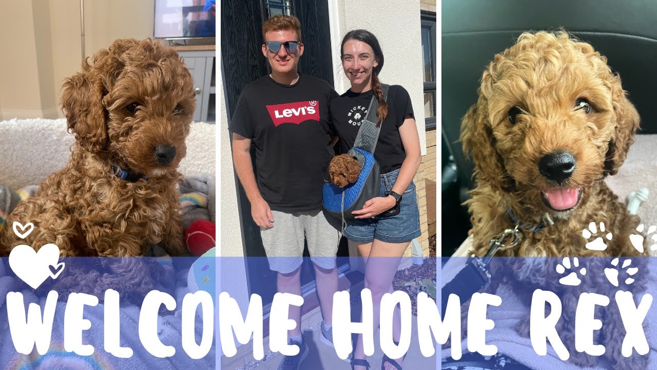 WELCOME HOME REX 🐶💙| Bringing home our cavapoo | First weeks, training & settling into our new house