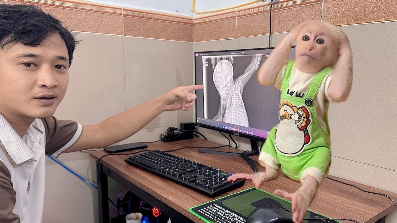 Baby monkey Lulu's upcoming treatment plan makes Tam confused ,Needs advice from the audience