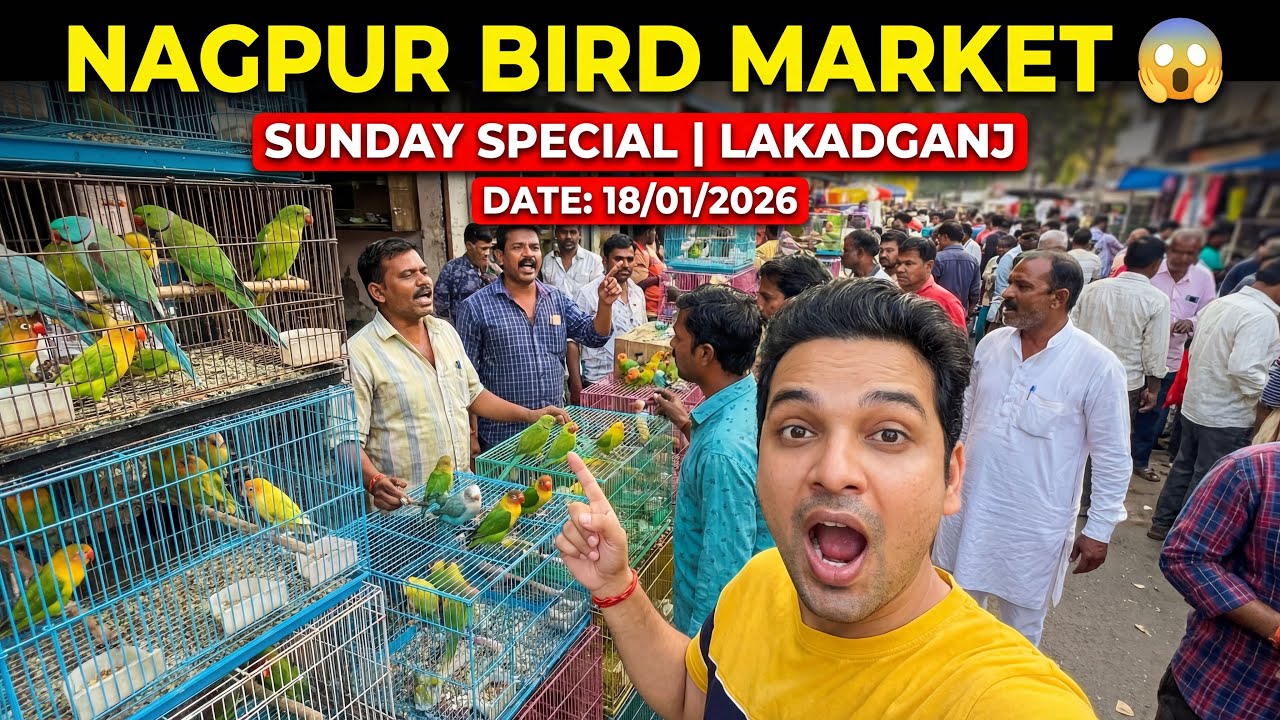Bird Market Nagpur Today 18/01/26 | Lakadganj Ka bird Market | Bird Sunday Market Nagpur ka