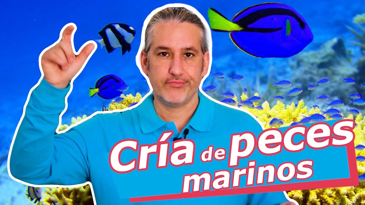 PECES marinos · Cría VS captura 🤔