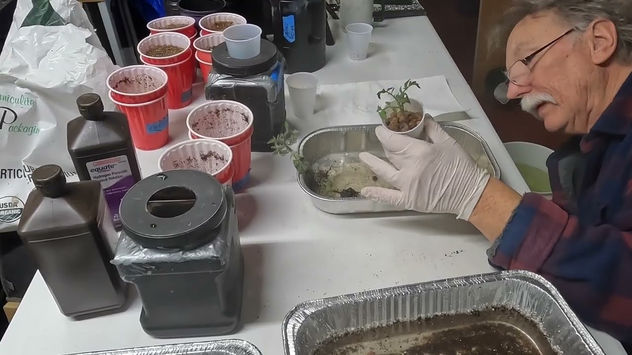 From Cocoa medium to Kratky Hydroponics