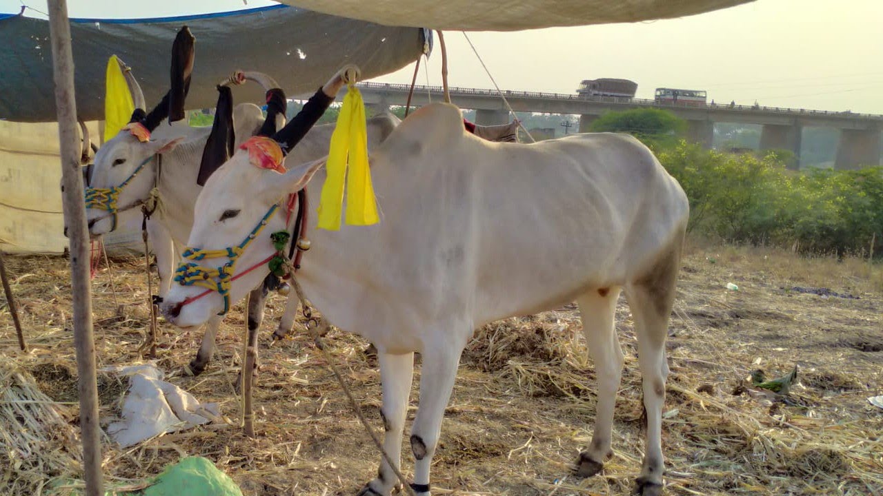 haveri bulls market part2/// #haveribullsmarket