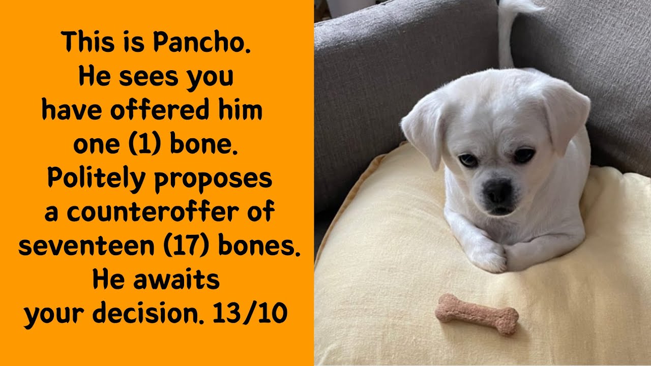 50 Dogs Getting Rated and the Results Are Pure Comedy Gold (New Pics)