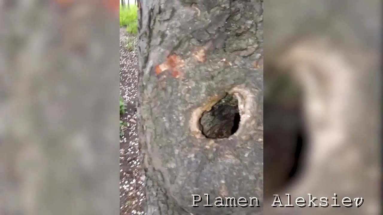 Discovering a Secret Bird Nest Concealed Within a Tree