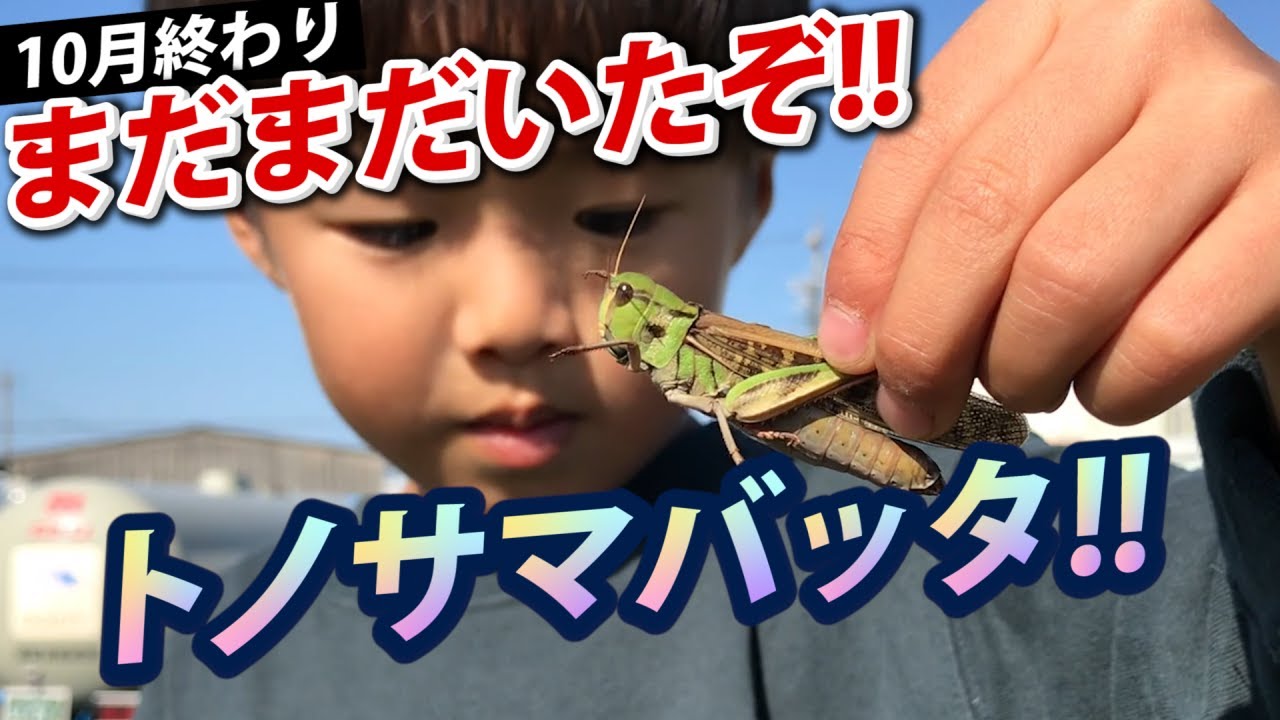 10月終わりでもトノサマバッタまだまだいるよ!!