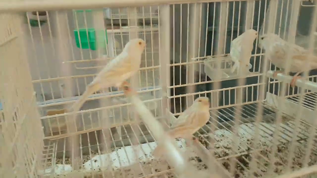 Las hembras de canarios agata opal, satiné, portadoras de phaeo, y otras.