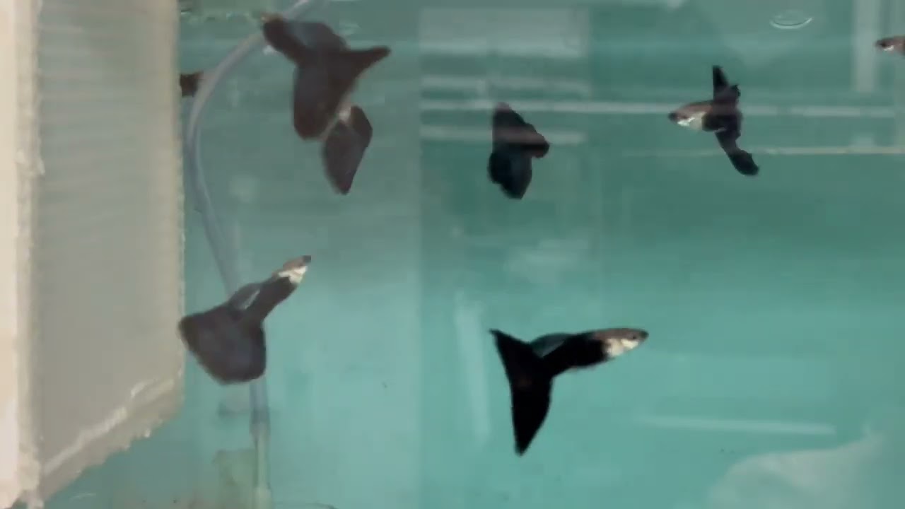 Kwartler’s New Video: Guppies and Breeders