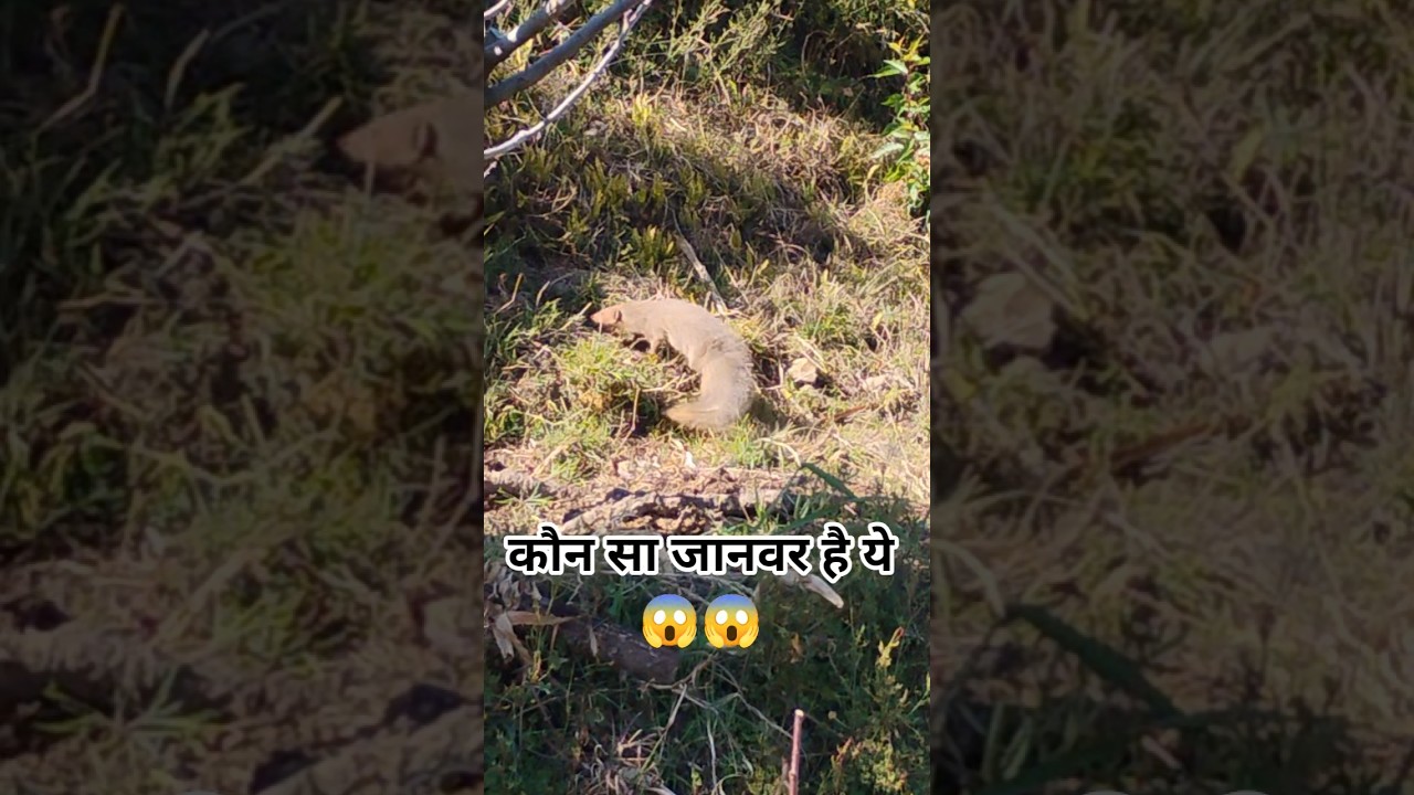 आखिर है क्या ये 😱😱 