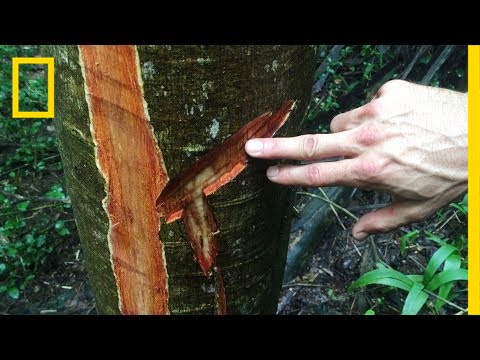 Bloodwood: Rosewood Trafficking Is Destroying This National Park | National Geographic