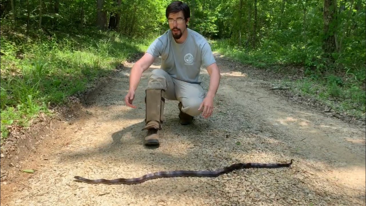 Is the Black Rat Snake Aggressive?