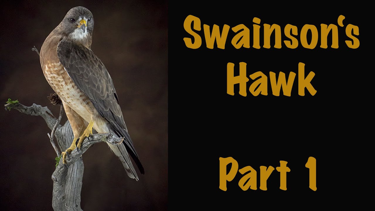 Swainson's Hawk looks over its shoulder. Part 1. Art of Taxidermy