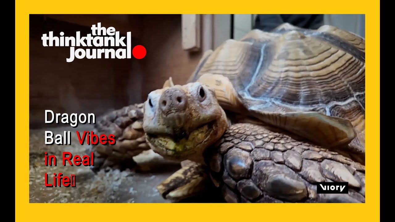 Meet Bon chan: Tokyo s Most Famous Tortoise