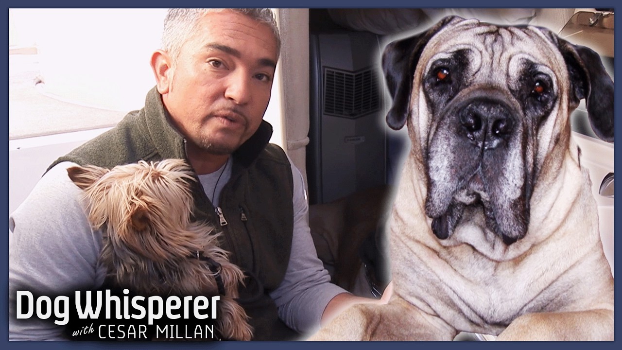 145 Pounds of Unsocialized Dog Learns To Be In Pack! | Dog Whisperer With Cesar Millan