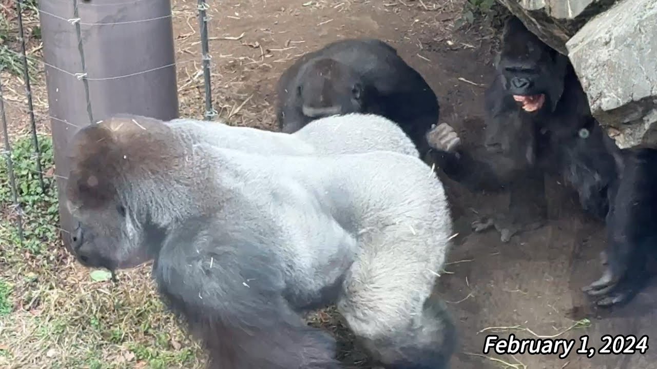 gorilla ハオコ怒る！スモモを守るトト Toto protecting Sumomo.【February 1, 2024】【Ueno Zoo】ゴリラ💓