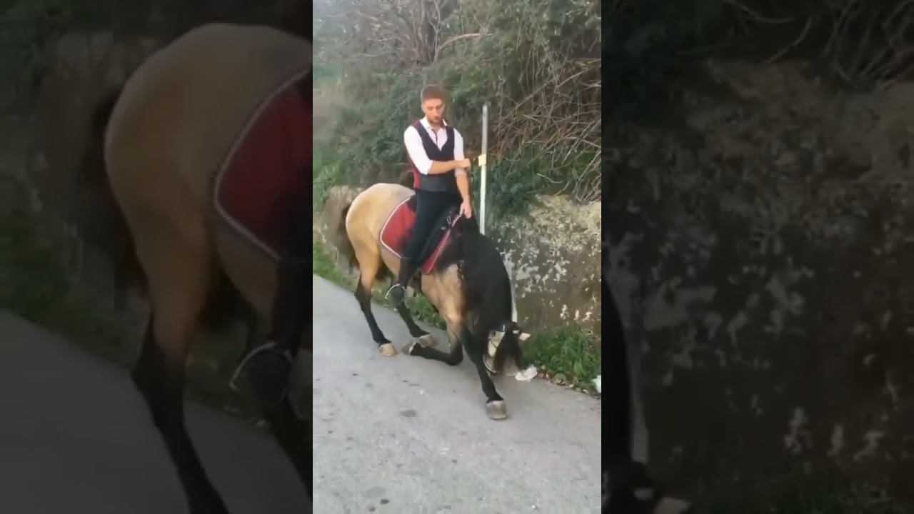 The gentle horse