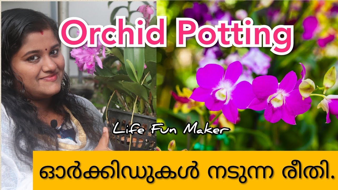 ഓർക്കിഡ് ചെടികൾ ഇങ്ങനെ നടണം ! Orchid Repotting ! Dendrobium ! Orchid care !