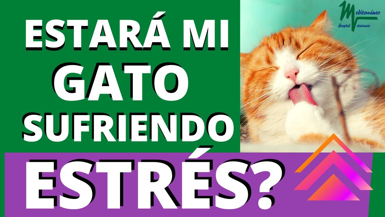 CÓMO PUEDO SABER SI MI GATO🐈 ESTÁ ESTRESADO