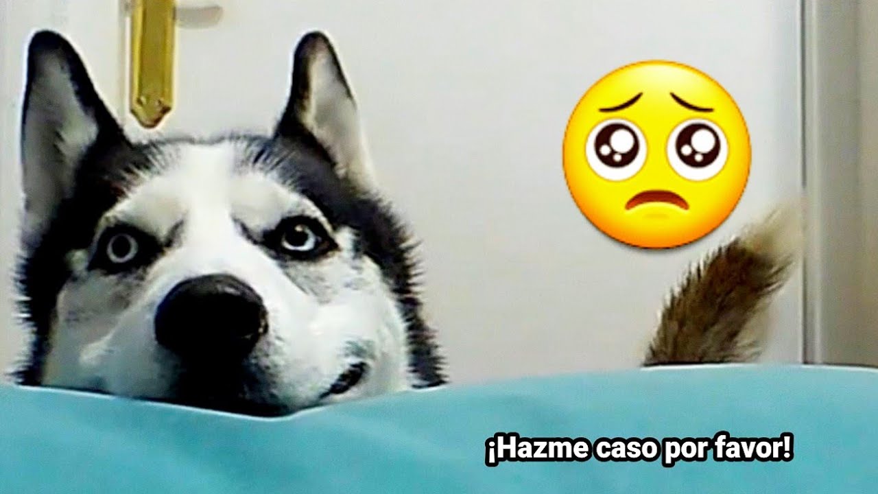 Así habla y hace gestos mi perro para que le haga caso y destroza un peluche gusano como venganza