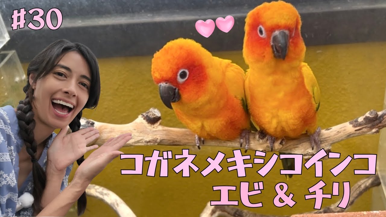 #30 コガネメキシコインコ エビ&チリ ／ Sun Parakeet couple “Ebi & Chili” 