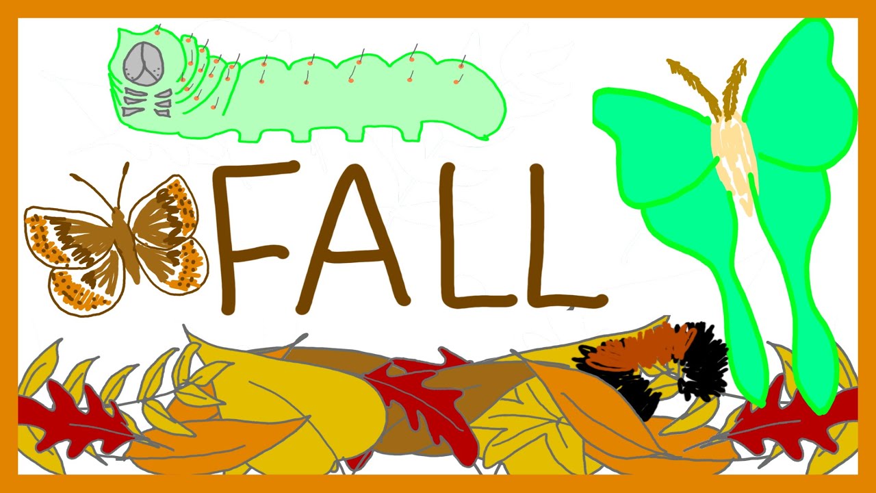 What Is In Your Leaf Litter?