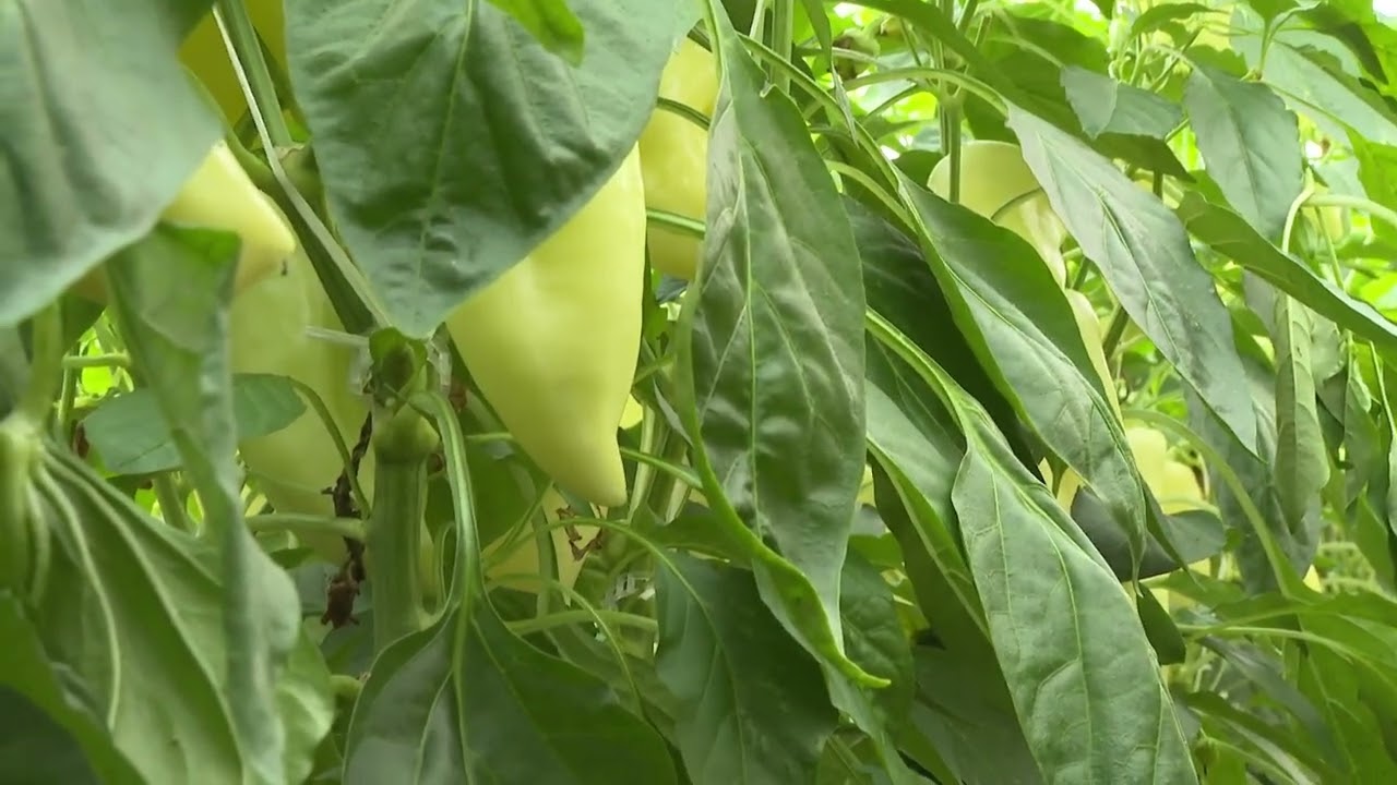 Tóth Tamás Tiszaalpár Paprika Amalgerol