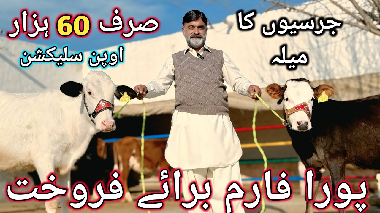 14 February 2026. | NOMI BACHRI FARM CHAKWAL Heifers Sale Point 