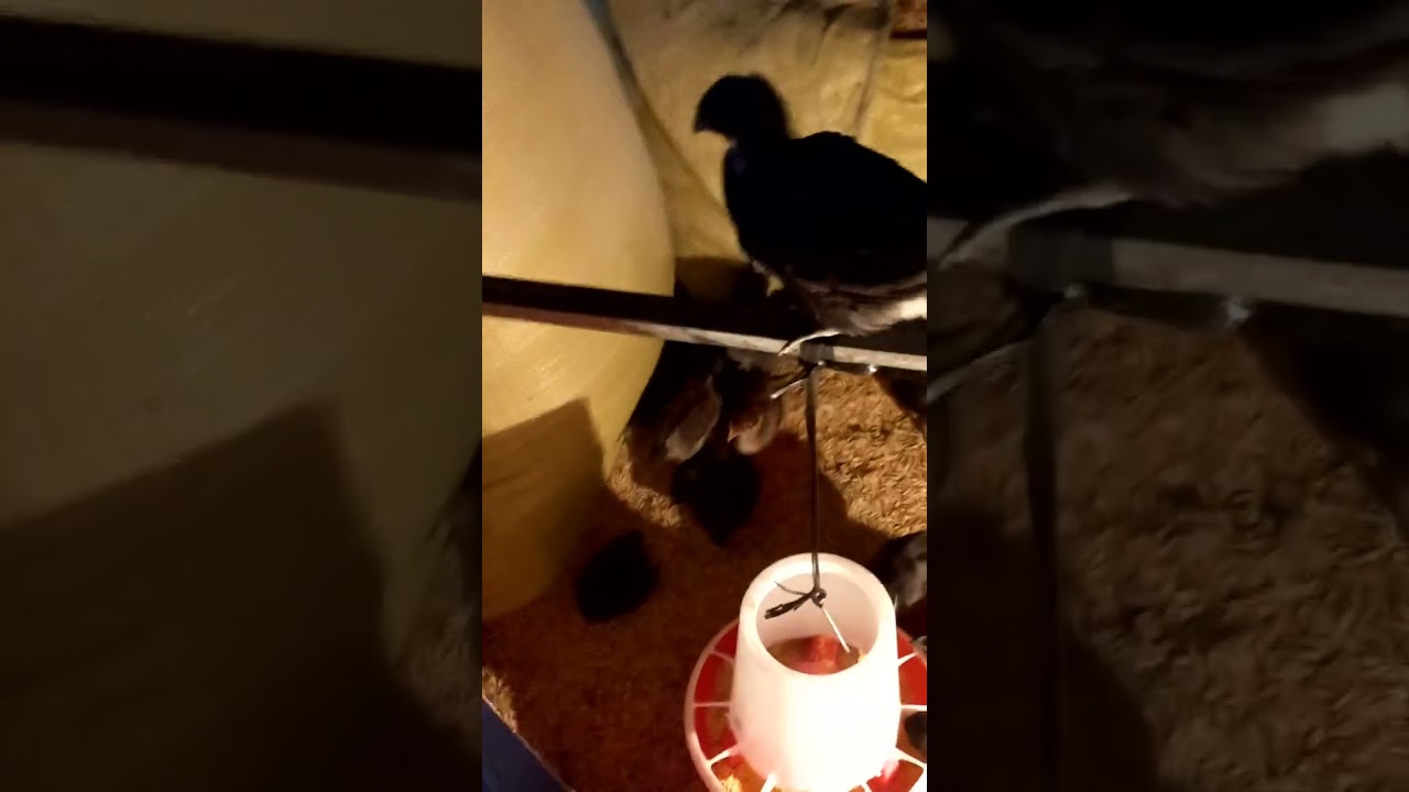 Gà H'mông bản địa của Ba Quân màu sáng...
