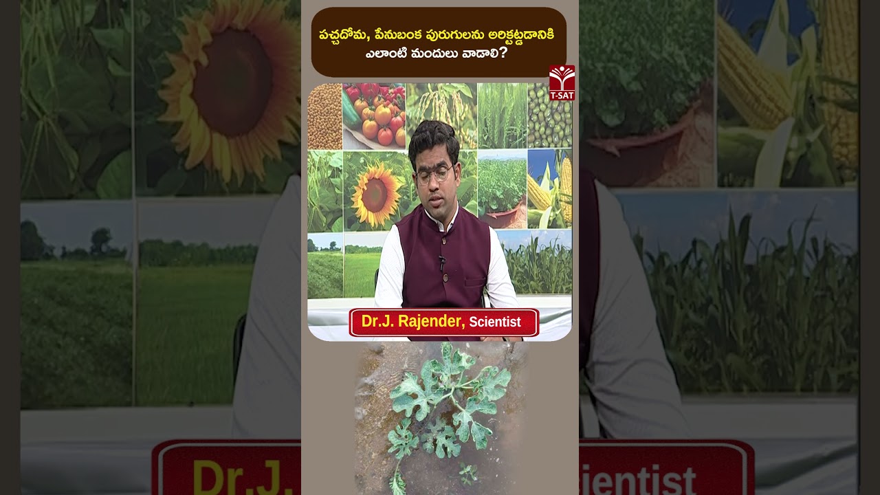 పచ్చదోమ, పేనుబంక పురుగులను అరిక్టట్డడానికి ఎలాంటి మందులు వాడాలి ? | T-SAT