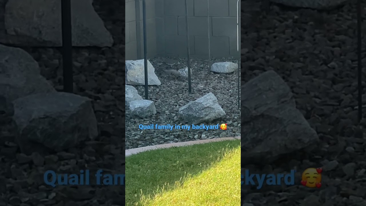 Quail family in my backyard