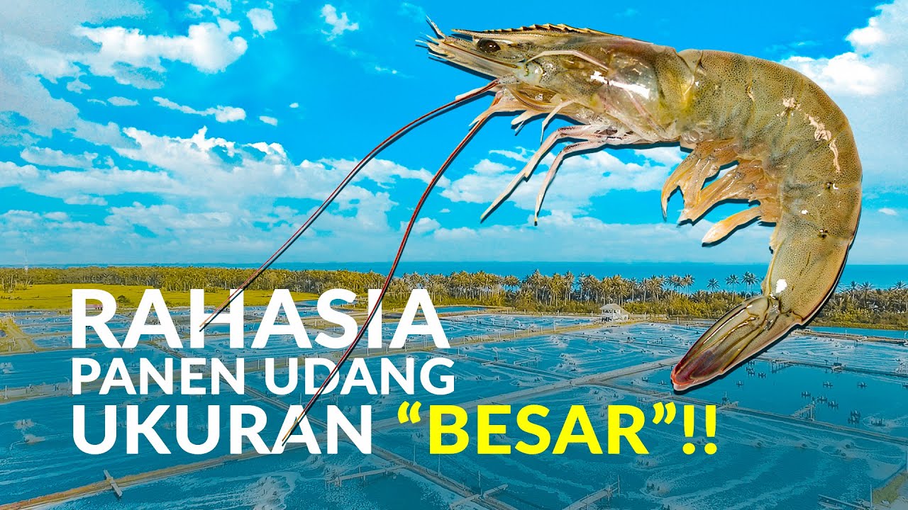 AgriStream TV - Rahasia Panen Udang Ukuran Besar