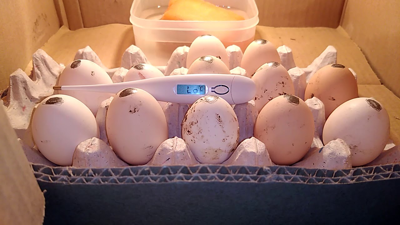 اصنع فقاسة بيض بكرتونة ولمبة مضمونة ونجاحها 100٪