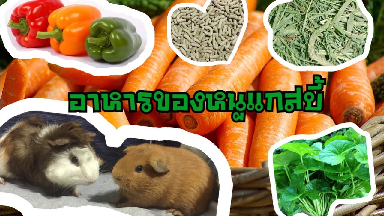 Guinea pig หนูแกสบี้ ep.7 อาหารสำหรับแกสบี้