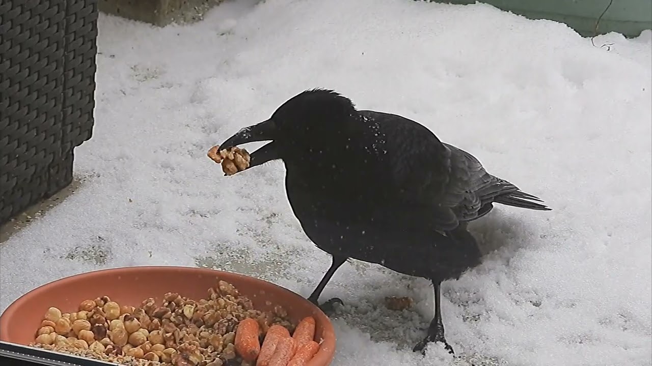 Tagträume🐿️Nusskonkurrenten
