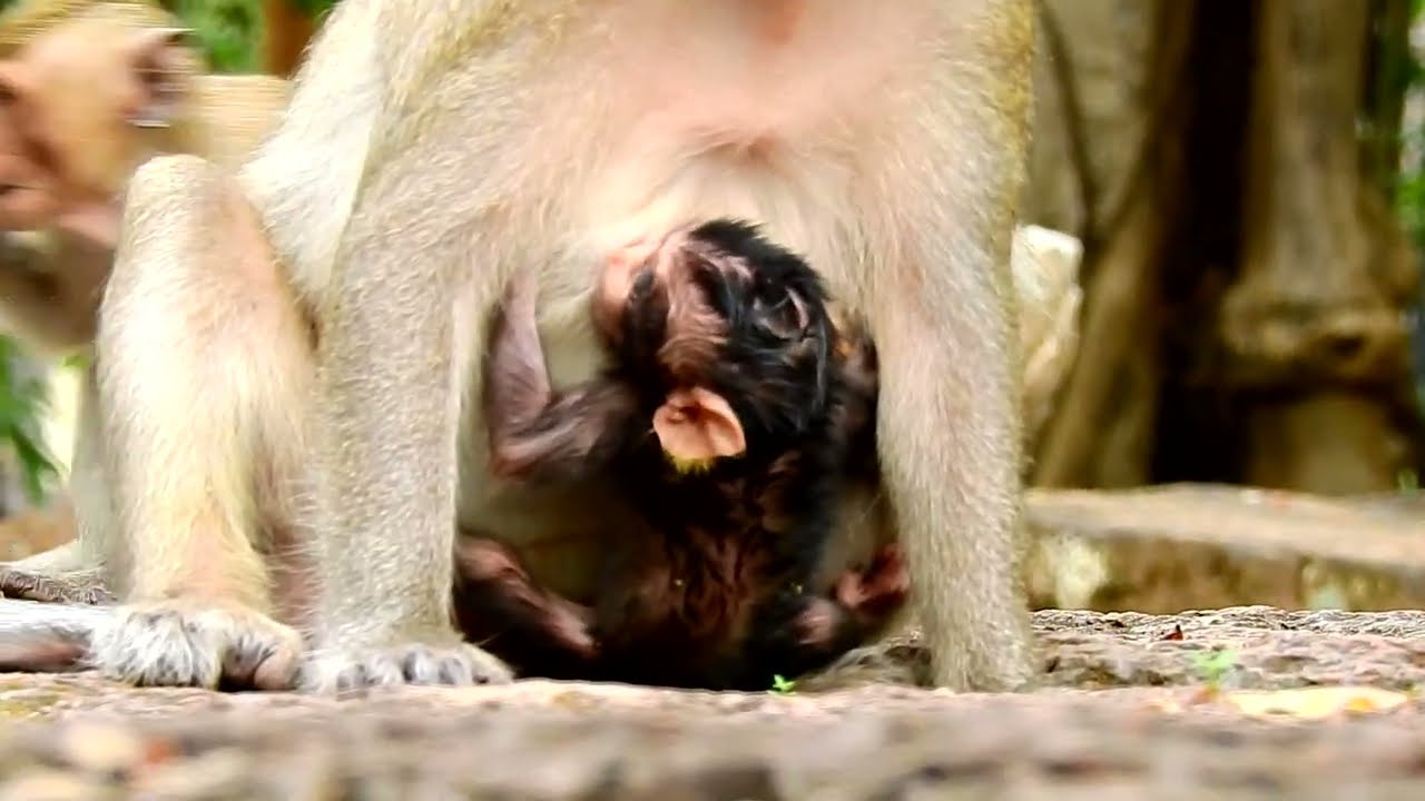Update New! Newborn Baby Monkey Shiloh Very Good Get Milk Well Mom Spring