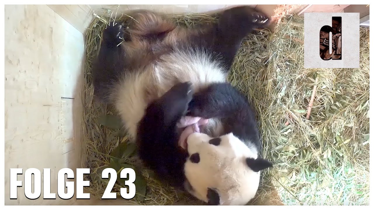 23.08 | Sch&ouml;nbrunn feiert 2007 b&auml;renstarken Zuchterfolg