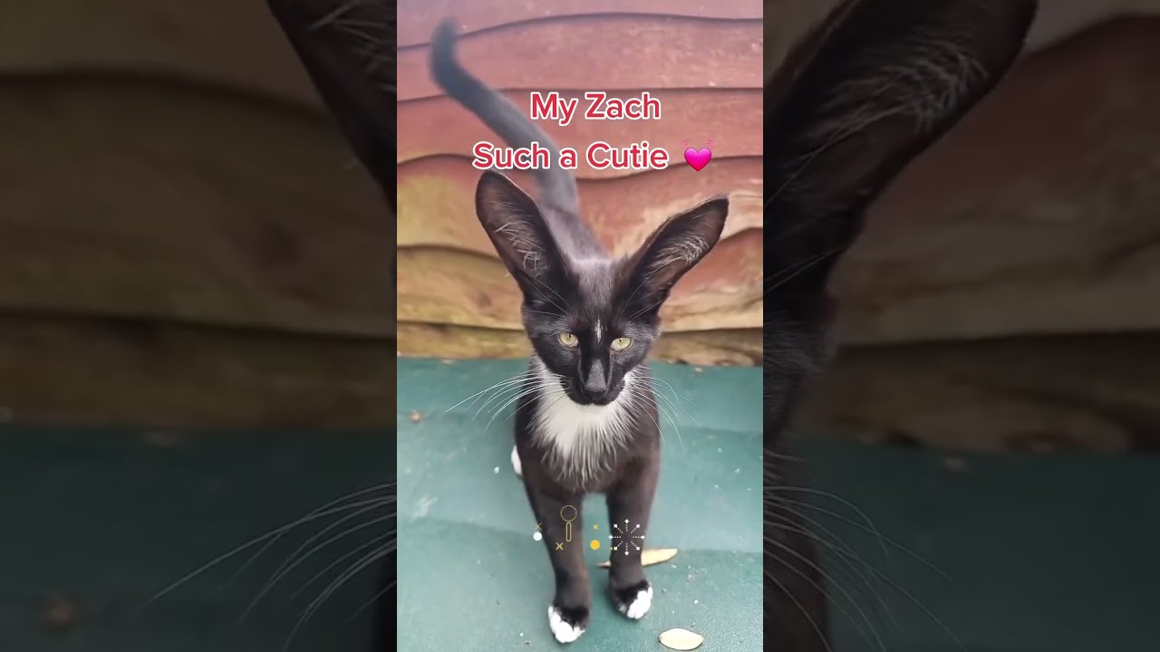 My Zach, The Cutest Kitten Playtime! 