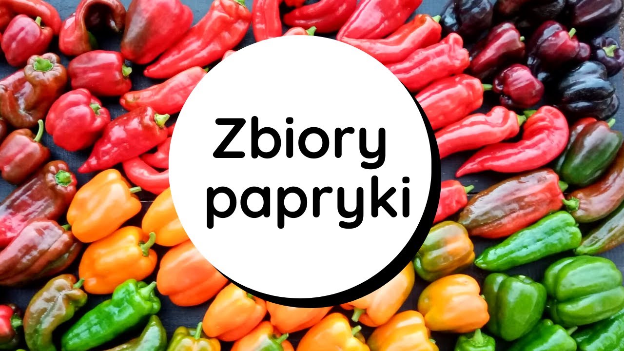 🌶Papryka słodka w gruncie🌶 udany zbi&oacute;r😊👍, ulubione odmiany👌, wnioski 🤔czy warto siać już w styczniu❓