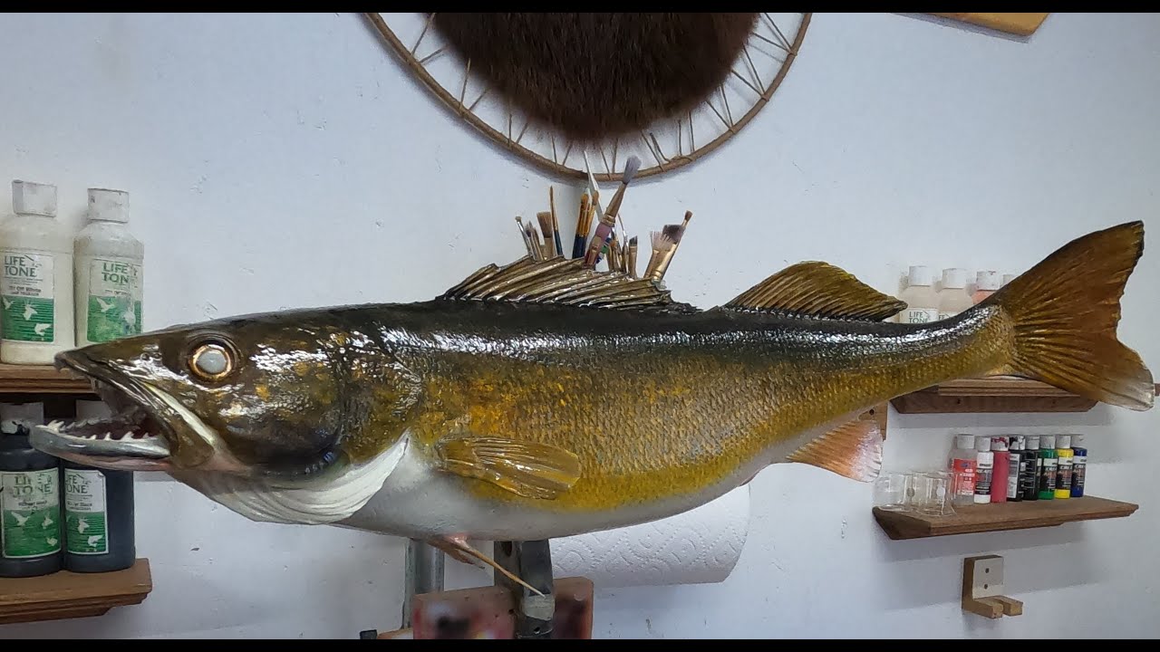 Two 17 year old mounted walleyes renewed.