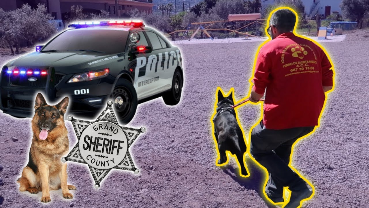 👉 ASI se ENTRENA a un PERRO a BUSCAR PERSONAS DESAPARECIDAS | Entrenamiento para PERRO POLICIA 🐶🚔
