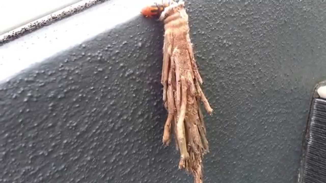 Caterpillar takes Cocoon for a walk