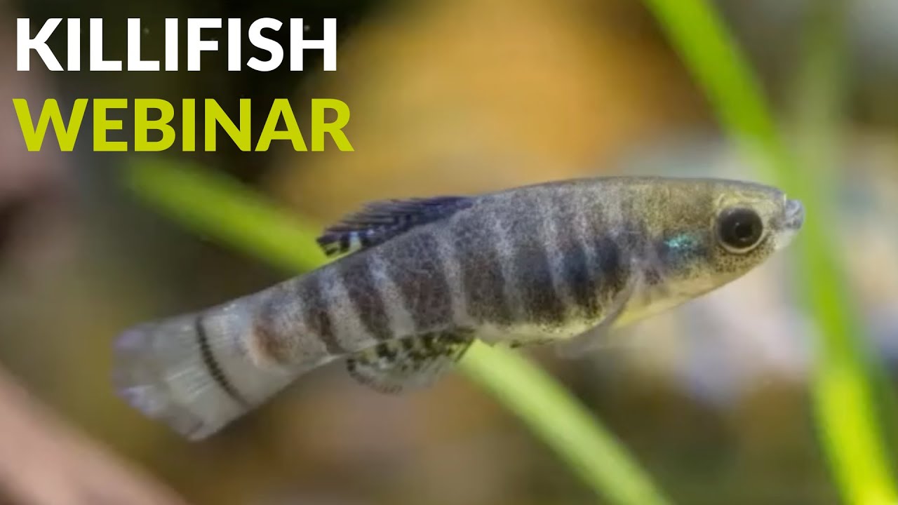Killifish webinar 22 May 2025